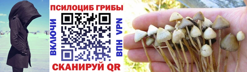 Псилоцибиновые грибы Psilocybe Шатура